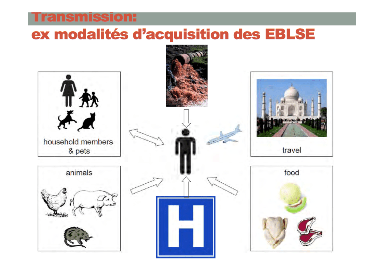 Pulcini transmission